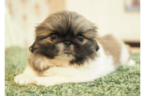 成約済の愛知県のペキニーズ-86743の1枚目