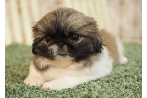 成約済の愛知県のペキニーズ-86743の4枚目