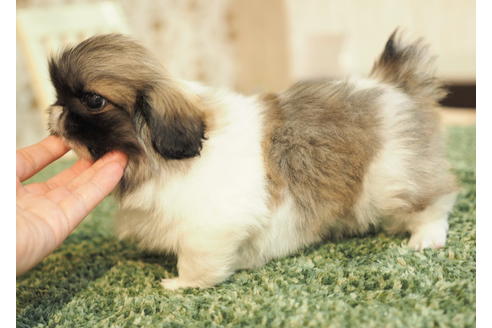 成約済の愛知県のペキニーズ-86743の3枚目