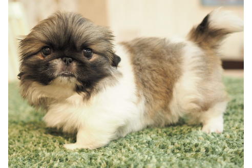 成約済の愛知県のペキニーズ-86743の2枚目