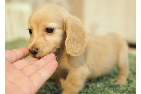 成約済の愛知県のカニンヘンダックスフンド(ロングヘアード)-86744の4枚目