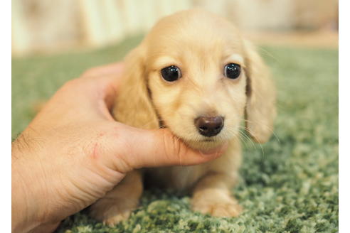 成約済の愛知県のカニンヘンダックスフンド(ロングヘアード)-86744の3枚目