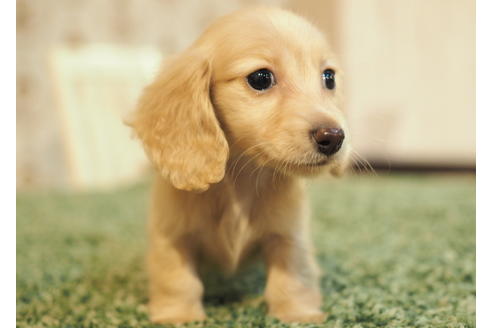 成約済の愛知県のカニンヘンダックスフンド(ロングヘアード)-86744の2枚目