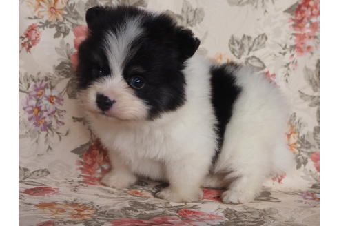 岡山県のポメラニアン 男の子 19 12 01生まれ 人懐こい可愛い子です 子犬id ブリーダーナビ
