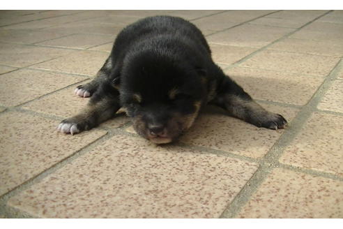 成約済の福岡県の豆柴-86775の15枚目