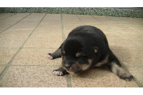 成約済の福岡県の豆柴-86775の14枚目