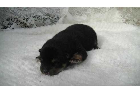 成約済の福岡県の豆柴-86775の13枚目