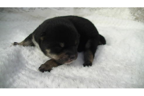 成約済の福岡県の豆柴-86775の12枚目