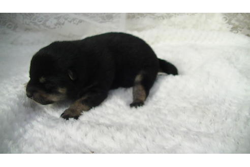 成約済の福岡県の豆柴-86775の11枚目