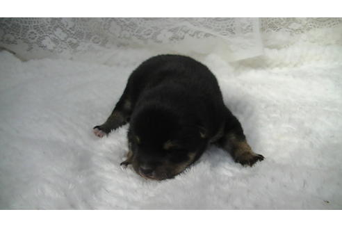 成約済の福岡県の豆柴-86775の10枚目