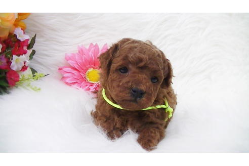 成約済の福岡県のタイニープードル-85459の10枚目