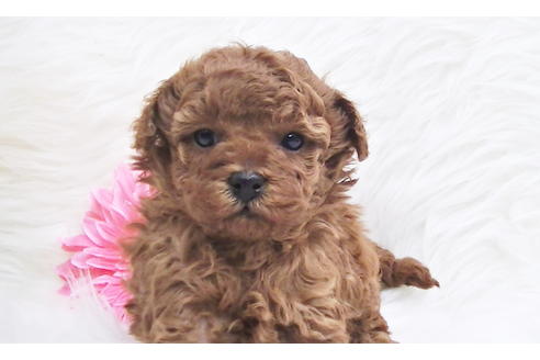 成約済の福岡県のタイニープードル-85475の6枚目