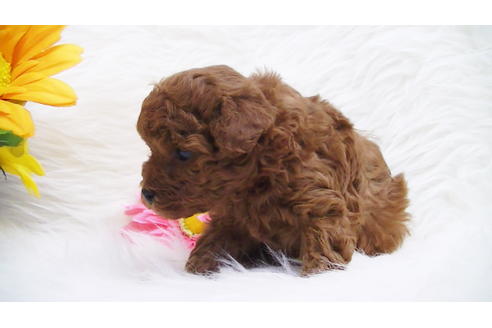 成約済の福岡県のタイニープードル-85475の5枚目