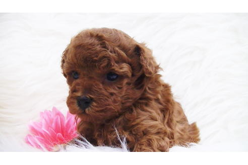 成約済の福岡県のタイニープードル-85475の4枚目