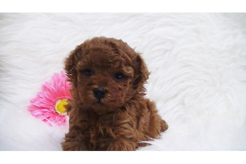 成約済の福岡県のタイニープードル-85475の3枚目