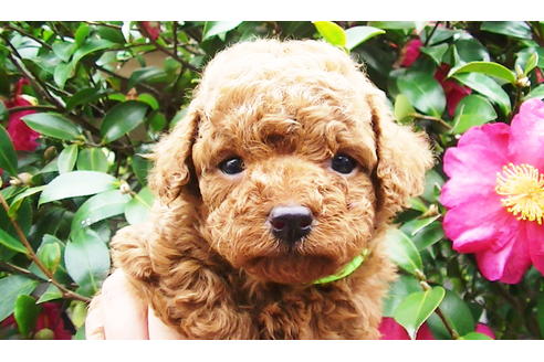 成約済の福岡県のタイニープードル-85482の5枚目