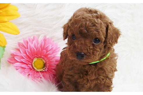 成約済の福岡県のタイニープードル-85482の4枚目