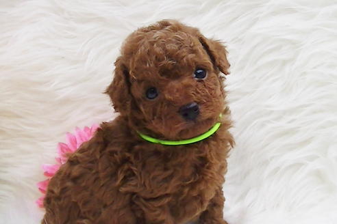 成約済の福岡県のタイニープードル-85482