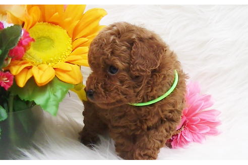 成約済の福岡県のタイニープードル-85482の3枚目