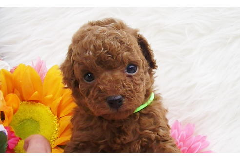 成約済の福岡県のタイニープードル-85482の2枚目