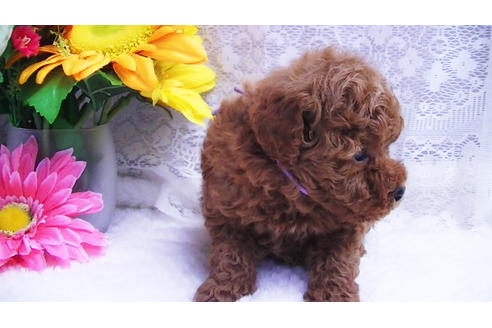 成約済の福岡県のタイニープードル-85481の6枚目