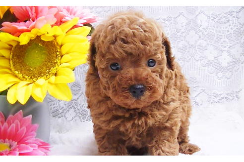 成約済の福岡県のタイニープードル-85481の1枚目