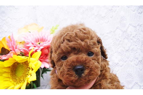 成約済の福岡県のタイニープードル-85481の5枚目