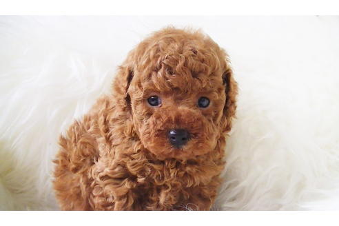 成約済の福岡県のタイニープードル-85481の4枚目