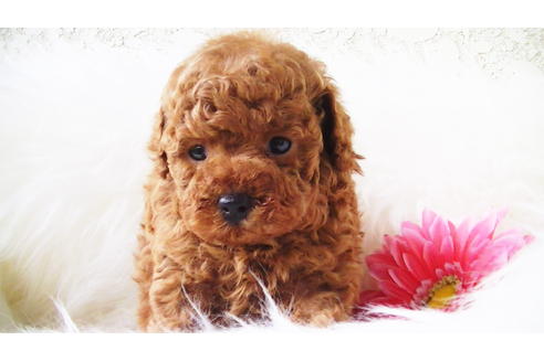 成約済の福岡県のタイニープードル-85481の3枚目