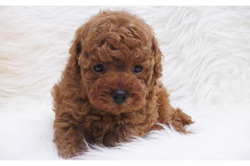 成約済の福岡県のタイニープードル-85481の2枚目