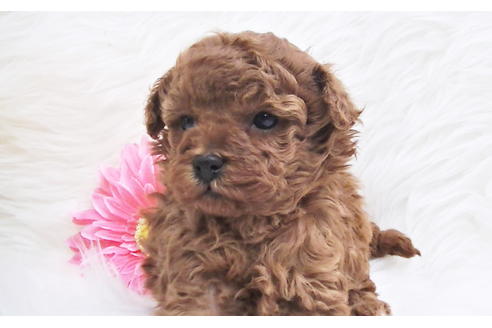 成約済の福岡県のタイニープードル-85475の2枚目