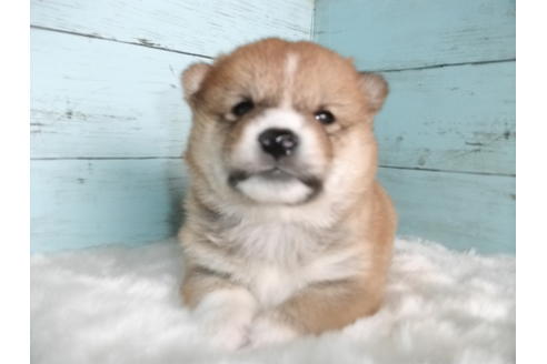 成約済の埼玉県の柴犬-86776