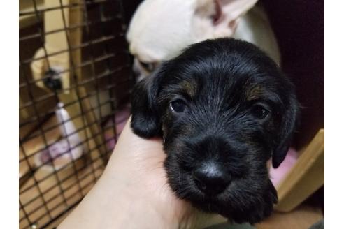 成約済の愛知県のミニチュアダックスフンド(ワイヤーヘアード)-86783の6枚目