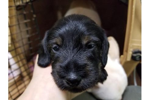 成約済の愛知県のミニチュアダックスフンド(ワイヤーヘアード)-86783の5枚目