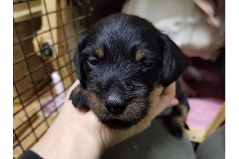 成約済の愛知県のミニチュアダックスフンド(ワイヤーヘアード)-86783の4枚目