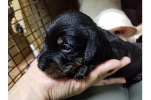 成約済の愛知県のミニチュアダックスフンド(ワイヤーヘアード)-86783の3枚目