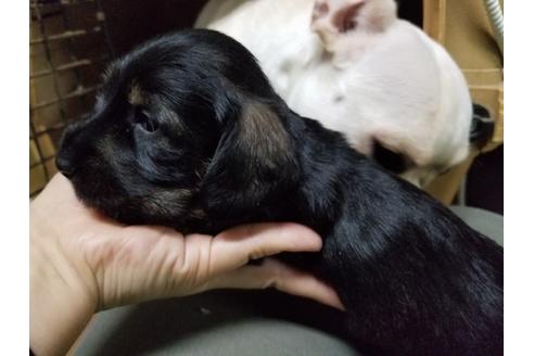 成約済の愛知県のミニチュアダックスフンド(ワイヤーヘアード)-86783の2枚目