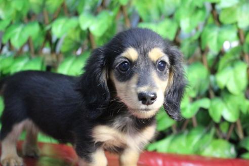 成約済の京都府のミニチュアダックスフンド(ロングヘアード)-86794の1枚目