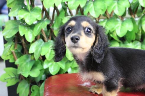 成約済の京都府のミニチュアダックスフンド(ロングヘアード)-86794の6枚目