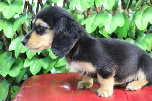 成約済の京都府のミニチュアダックスフンド(ロングヘアード)-86794の5枚目