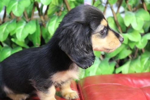 成約済の京都府のミニチュアダックスフンド(ロングヘアード)-86794の4枚目