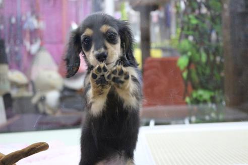 成約済の京都府のミニチュアダックスフンド(ロングヘアード)-86794の3枚目