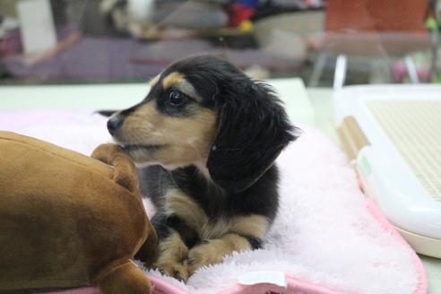 成約済の京都府のミニチュアダックスフンド(ロングヘアード)-86794の2枚目