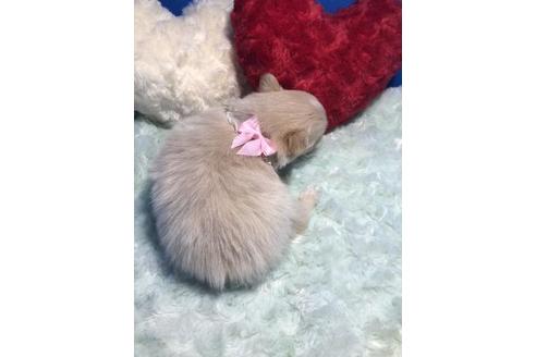成約済の佐賀県のミックス犬-86826の2枚目