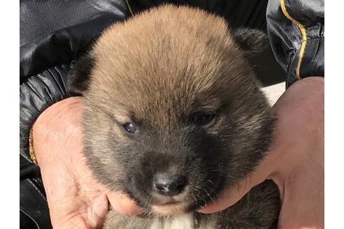 成約済の長崎県の柴犬-86828の10枚目