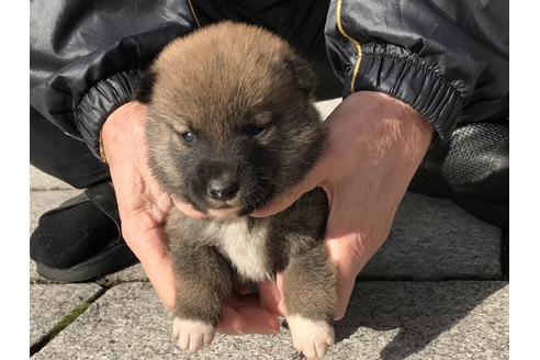 成約済の長崎県の柴犬-86828の9枚目