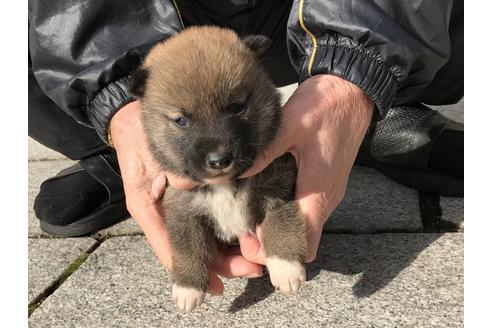 成約済の長崎県の柴犬-86828の8枚目