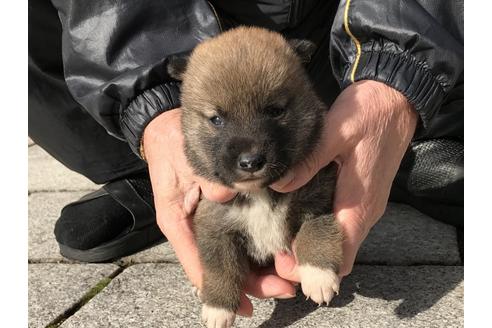 成約済の長崎県の柴犬-86828の7枚目