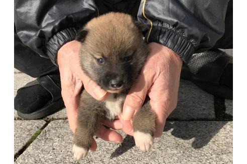 成約済の長崎県の柴犬-86828の6枚目