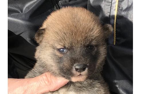成約済の長崎県の柴犬-86829の1枚目